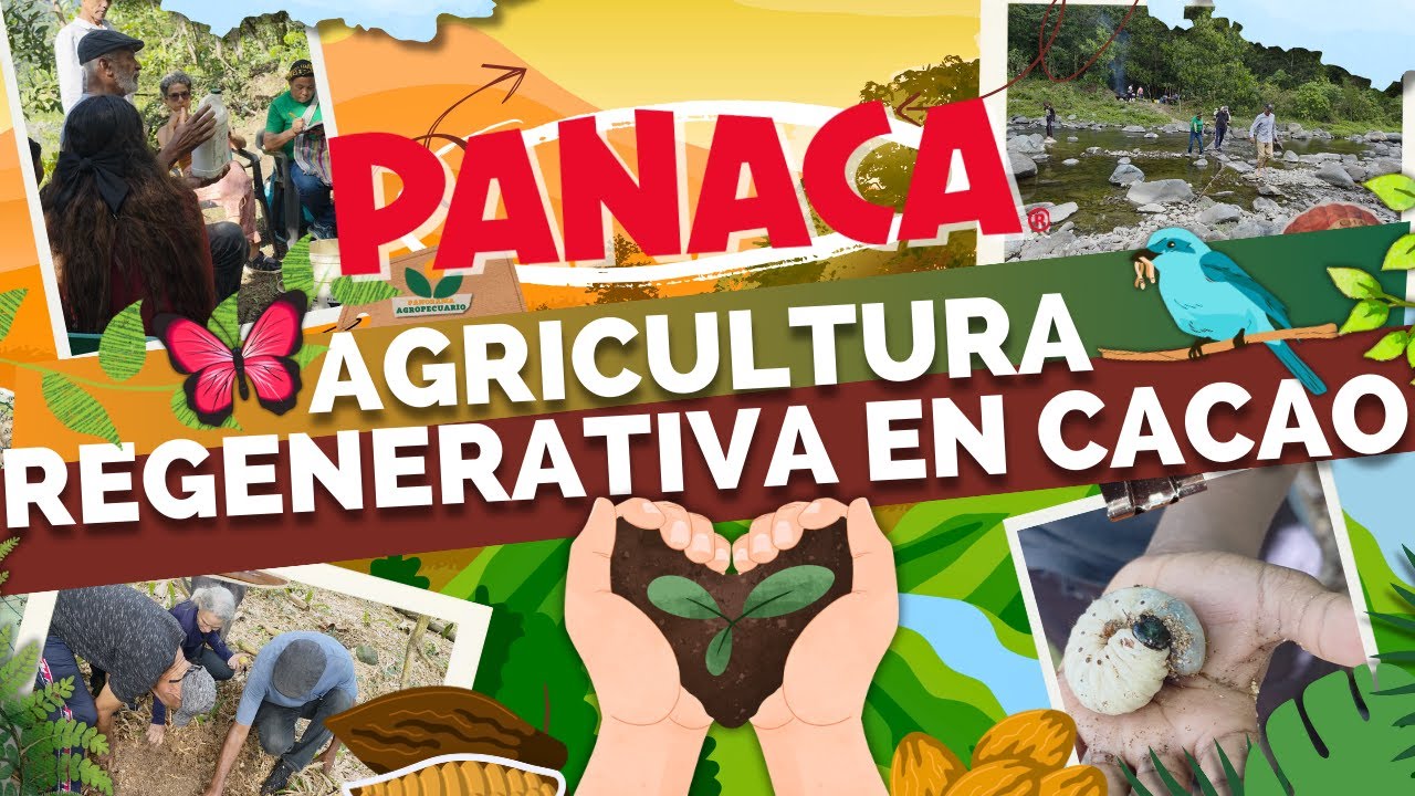 PANACA DANDO FRUTOS EN EL PAÍS 🇩🇴 | Panorama Agropecuario