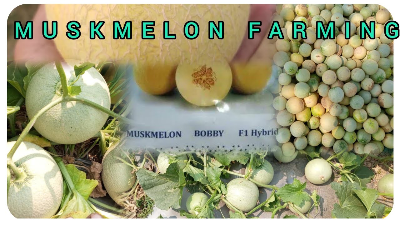 Part 1: Nursery to Planting of Muskmelon (Kharbhuj) in Odisha 