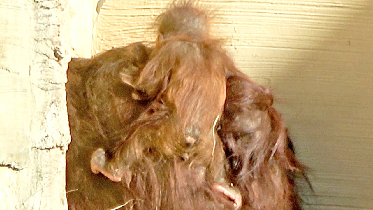 よいしょ！ヨイショとキキの背中をよじ登るキーボー・オランウータン　2025/12/15