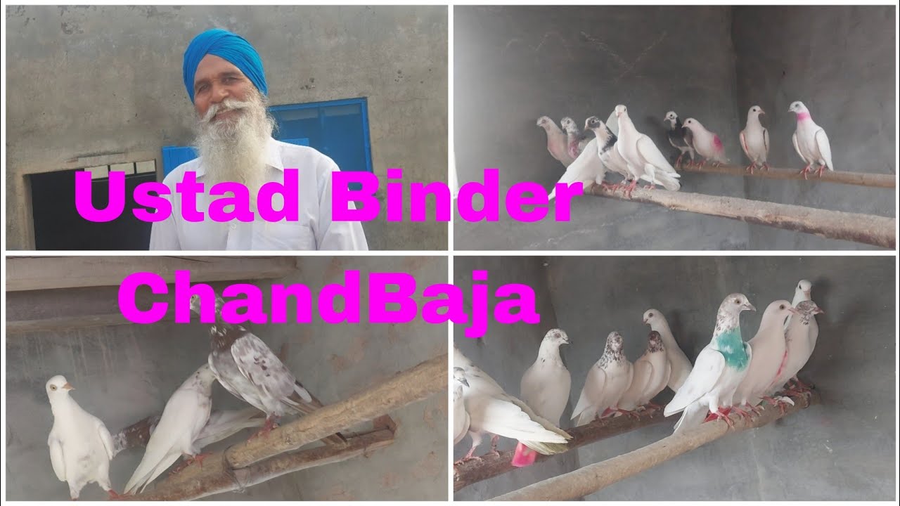 ਉਸਤਾਦ ਬਿੰਦਰ ਚੰਦਬਾਜਾ ਜੀ ਦੇ ਕਬੂਤਰ ਤੇ ਗੱਲਬਾਤ। 9888306910