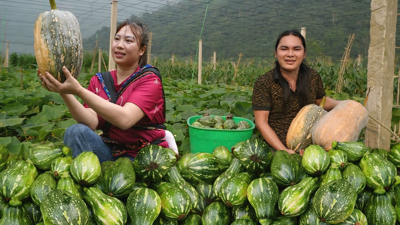 Harvesting pumpkins bring to the market to sell, farm life. SURVIVAL ALONE