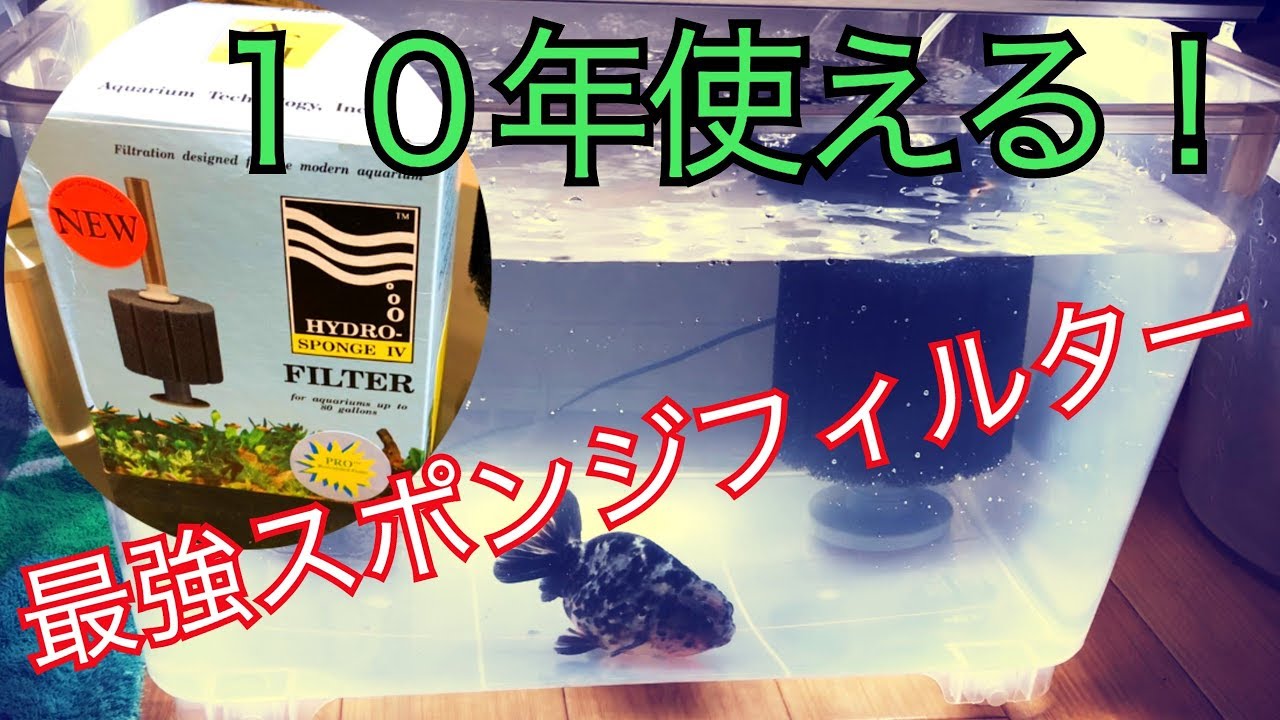 １０年使える最強のスポンジフィルター！ 〜高級金魚の仮住まい立ち上げ〜