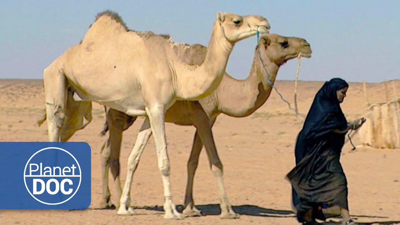 The Greatest Desert | Nomads of the Sahara