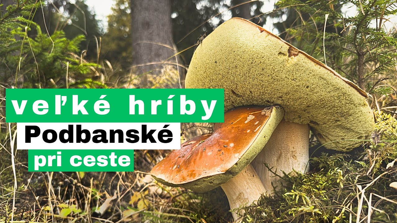 Veľké hríby | Podbanské | pri ceste | huby | 2160p60 | 4K