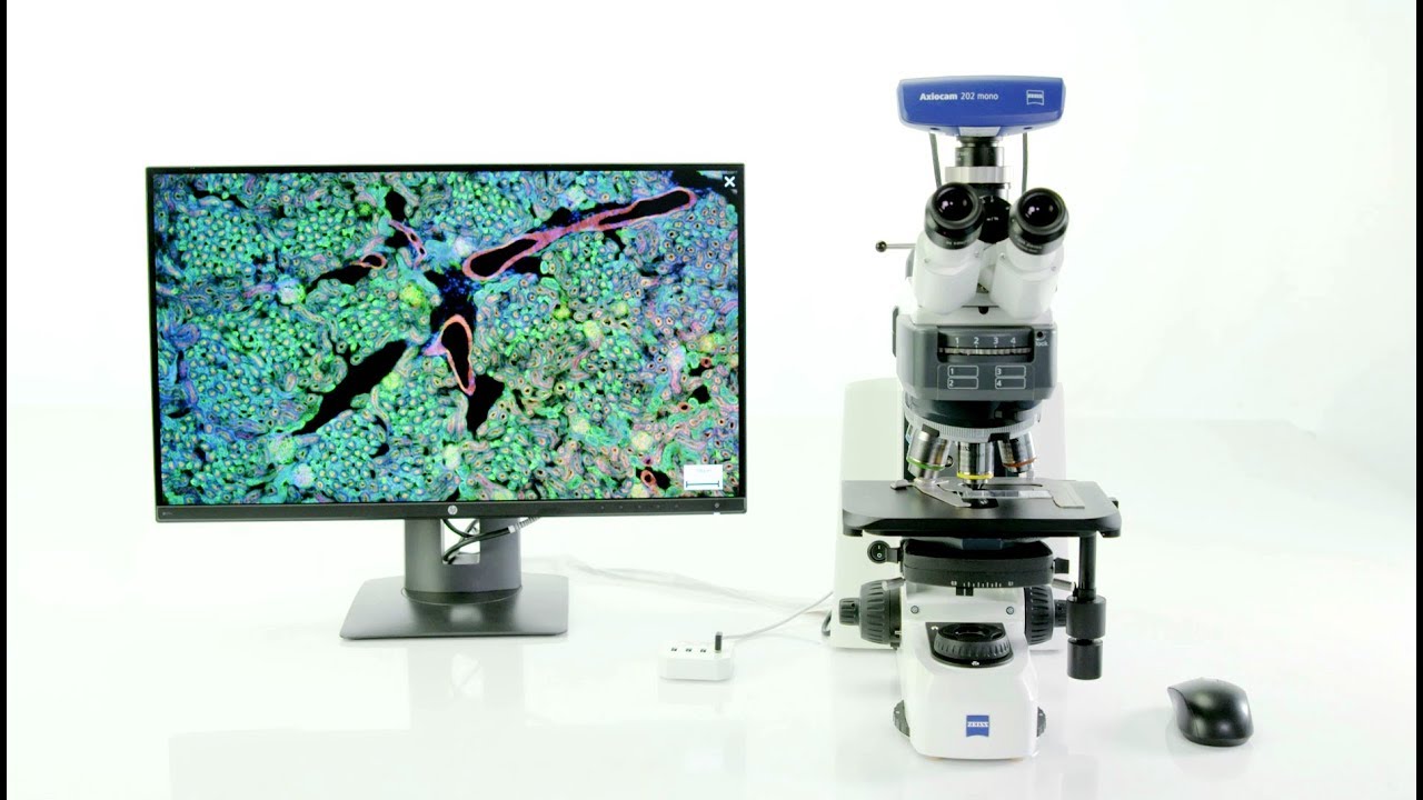 How-to: Multichannel Fluorescence Imaging (Automatic Exposure) - ZEISS Axioscope 5