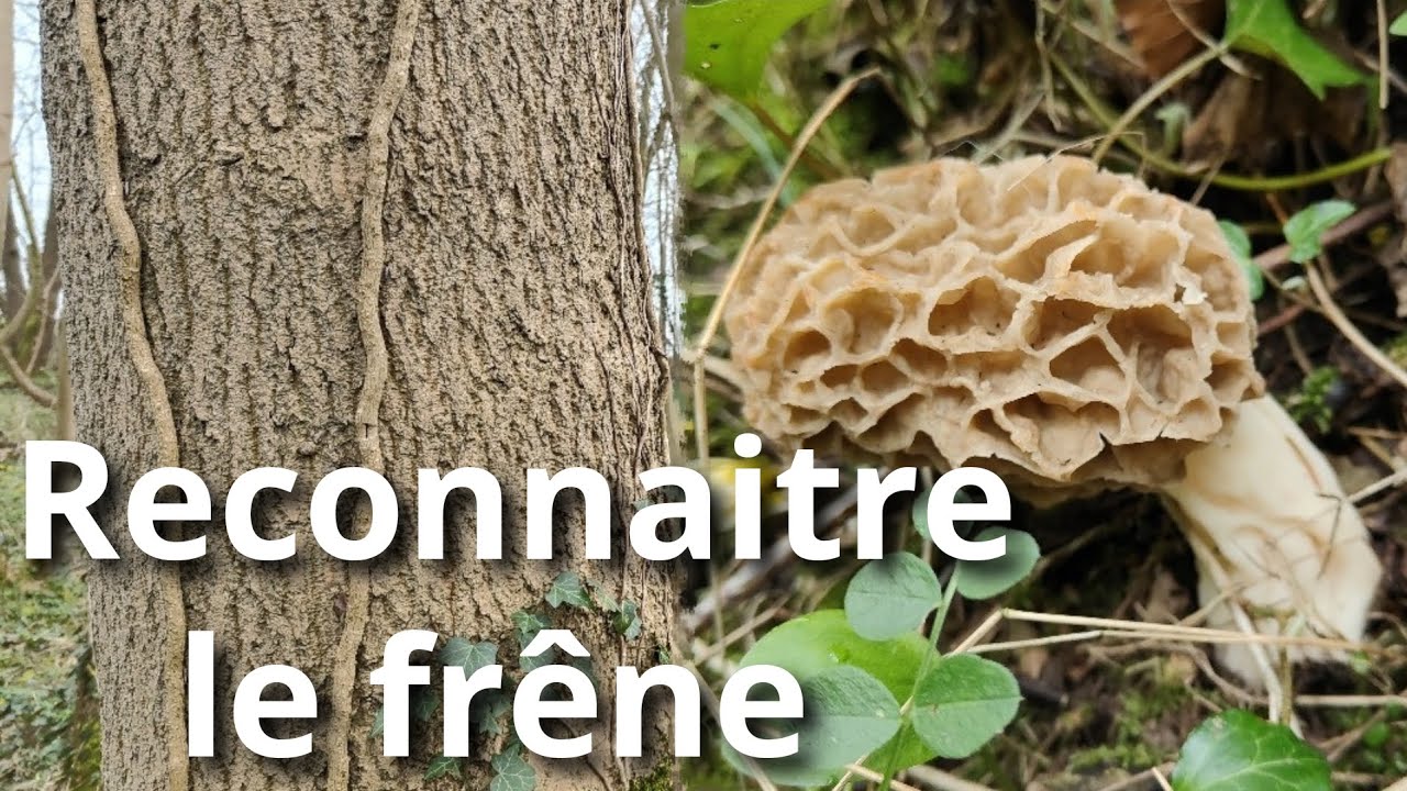 Reconnaître le FRÊNE: pour TROUVER des MORILLES !