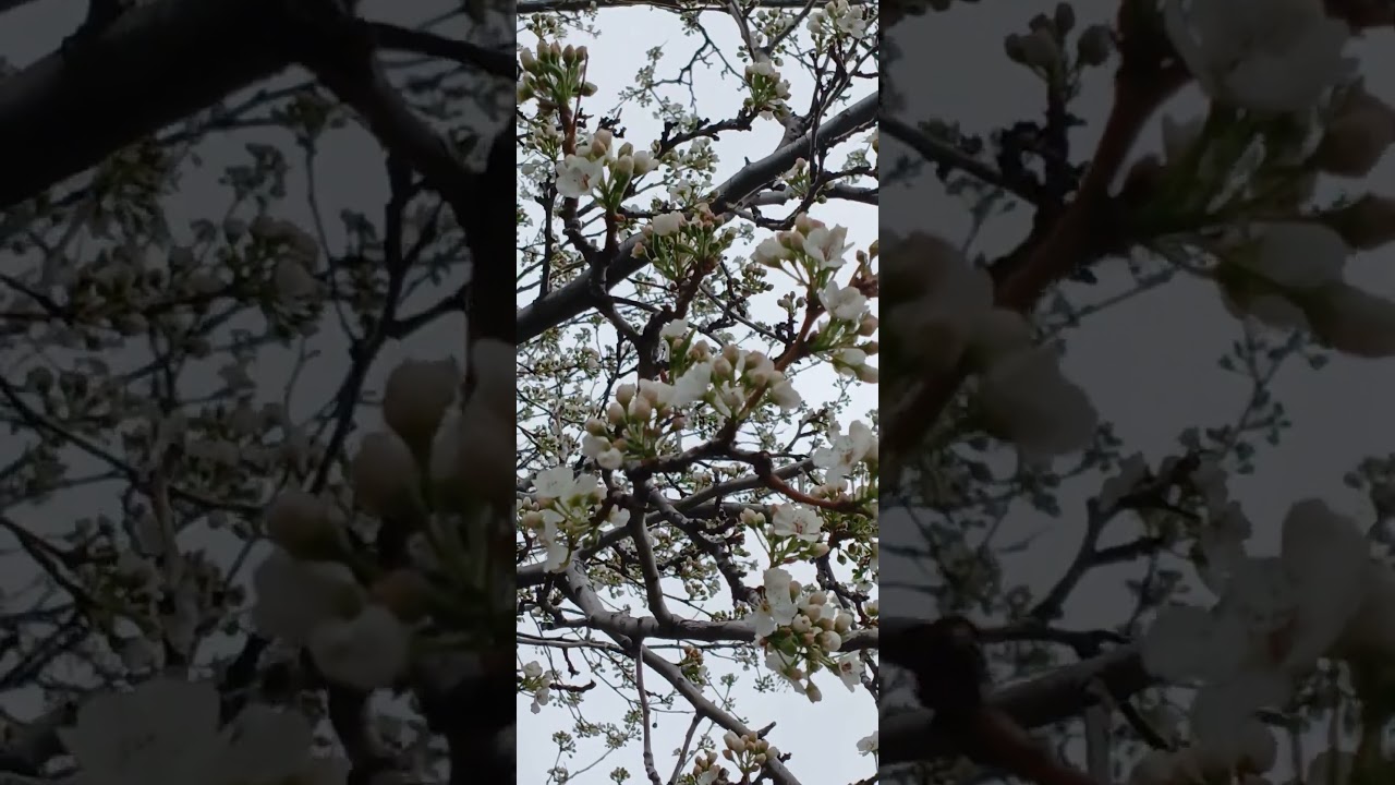 Tree blossoms 