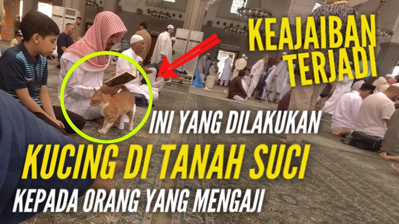 KEAJAIBAN TERJADI? INI YANG DILAKUKAN KUCING DI TANAH SUCI KEPADA ORANG YANG MENGAJI