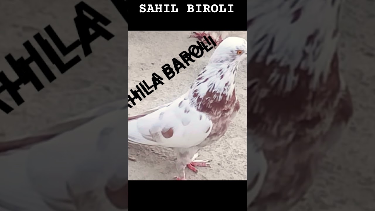 SP kabuter lover 🕊️ SAHILA BAROLI JIND #short #video  2023 TOURNAMENT update