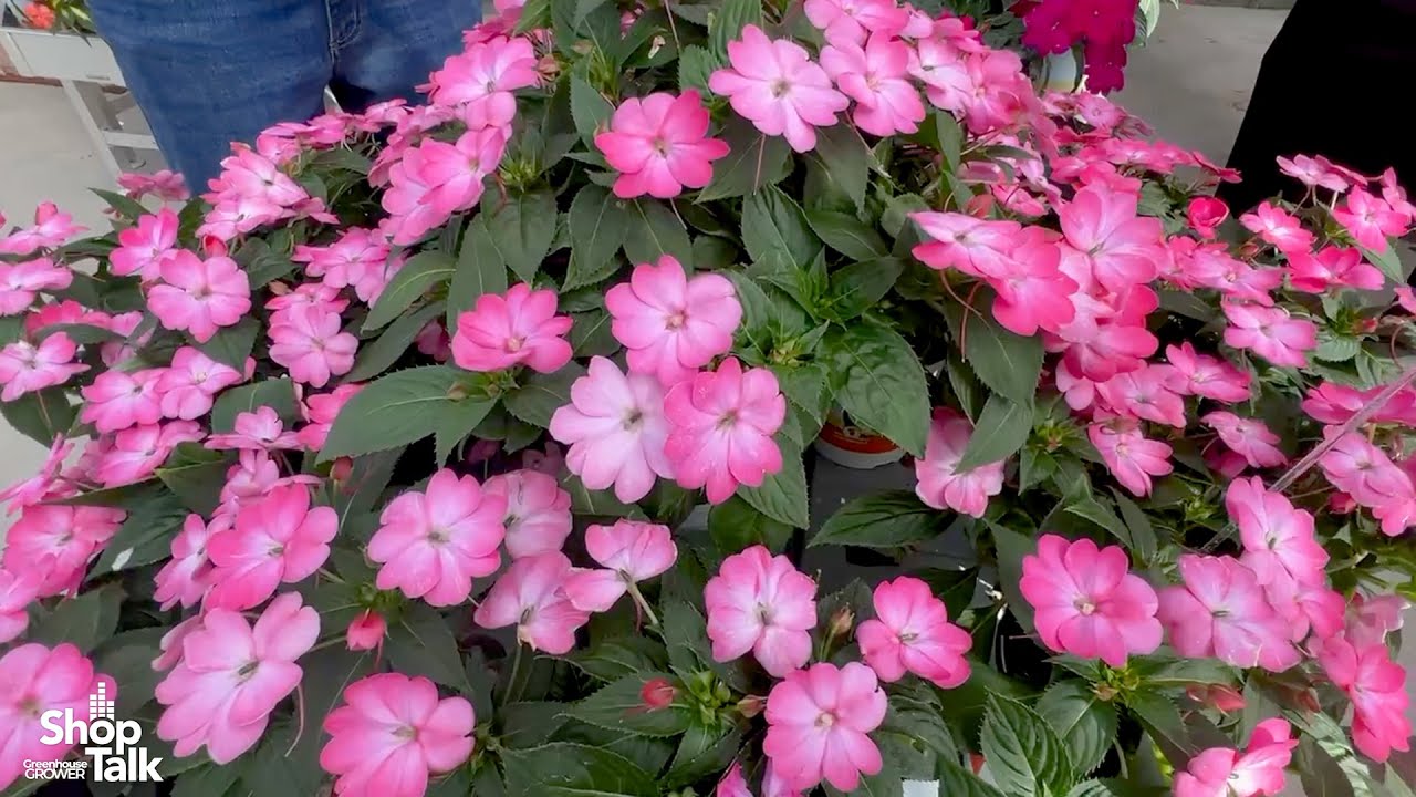 California Spring Trials 2025: Sakata Celebrating 20th Anniversery of SunPatiens With New Offerings