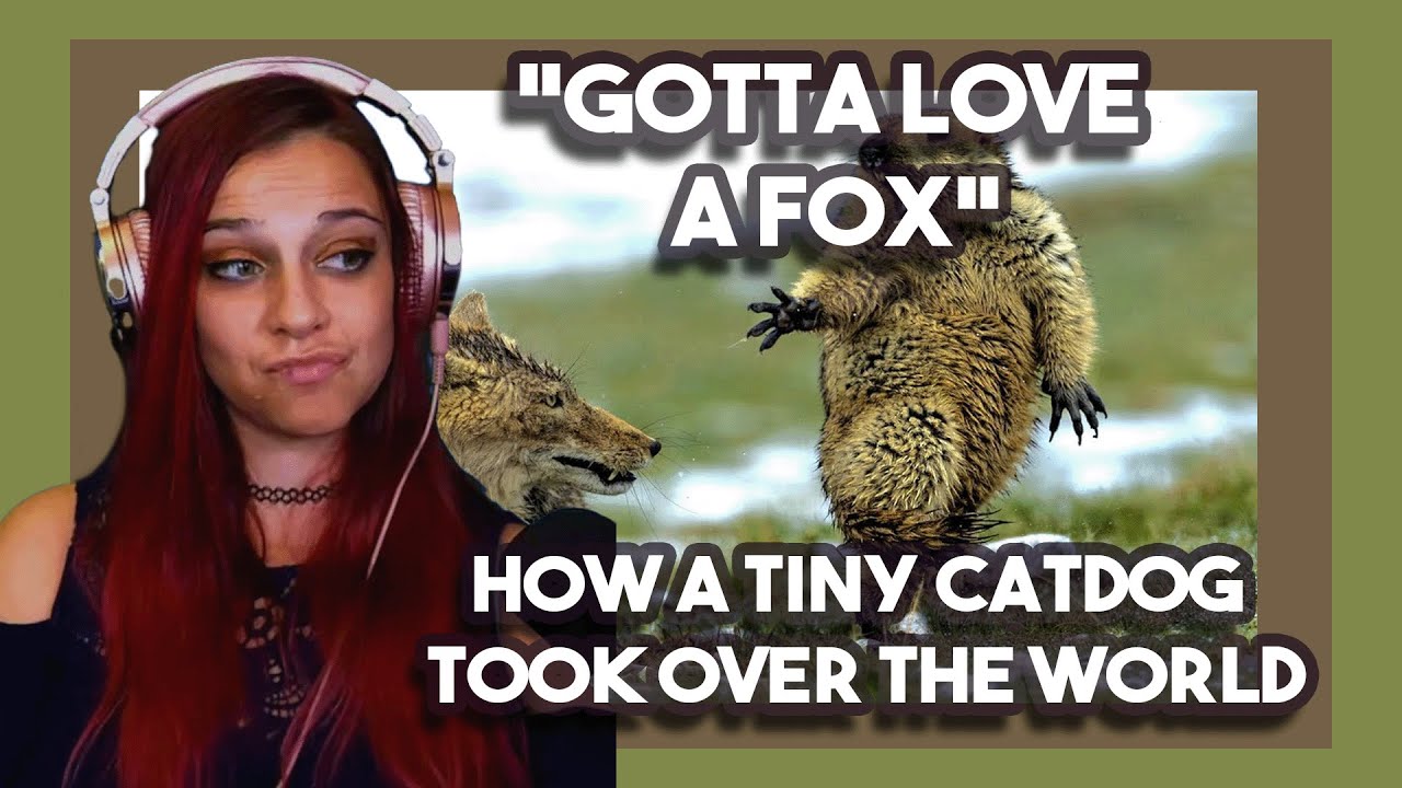Bartender Reacts *Gotta love a fox* How a Tiny CatDog Took Over the World by Casual Geographic