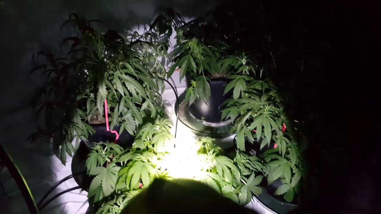 Day 35 of Multi Strain Autos   Goliath, Perfect Sun 1000 Rockwool