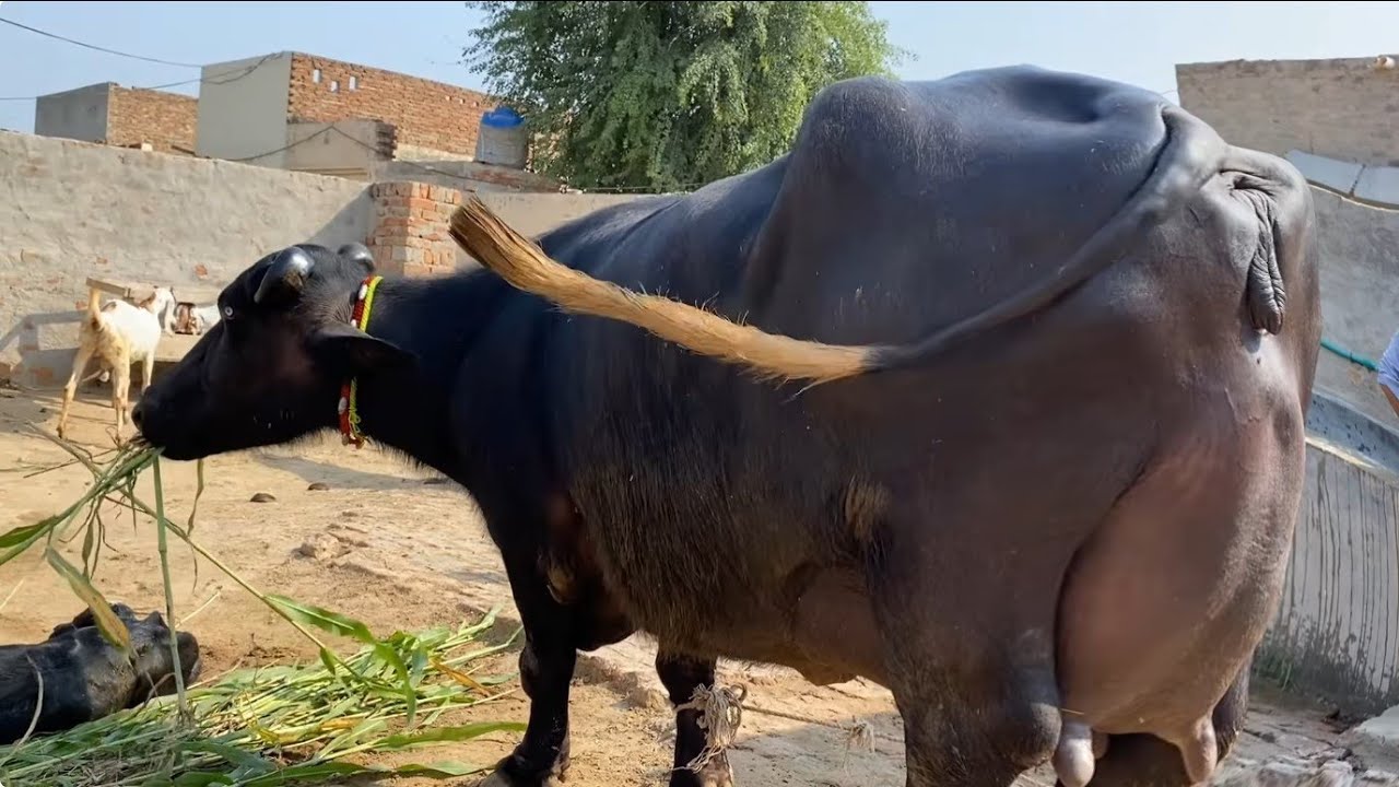 3Adad Nili Ravi Buffalo for sale in YouTube Pakistan 
