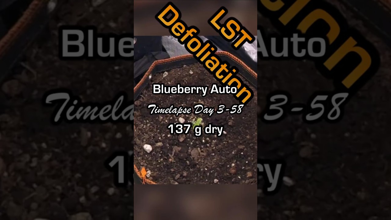 Blueberry Auto #1 Timelapse Day 3-58 #weedporn #growlife #autoflower #fastbuds