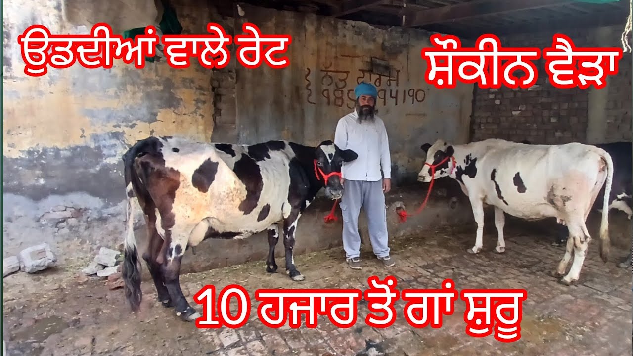10 ਹਜਾਰ ਤੋਂ ਗਾਂ ਸ਼ੁਰੂ ਲੁੱਟ ਲਓ ਮੇਲਾ ਉਡਦੀਆਂ ਵਾਲੇ ਰੇਟ /cow for sale /cheema dairy farm 
