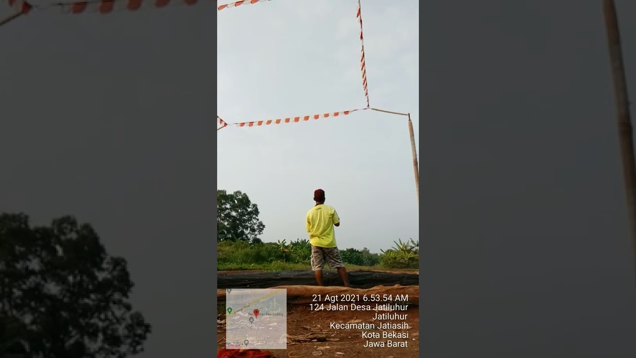 MERPATI TOMPRANG DI LAPAK KOLONG