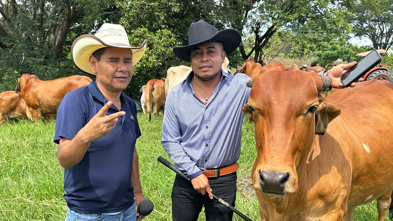 En Oaxaca hay muy buen ganado | visitamos el rancho San Juan con pura raza Brahaman rojo 