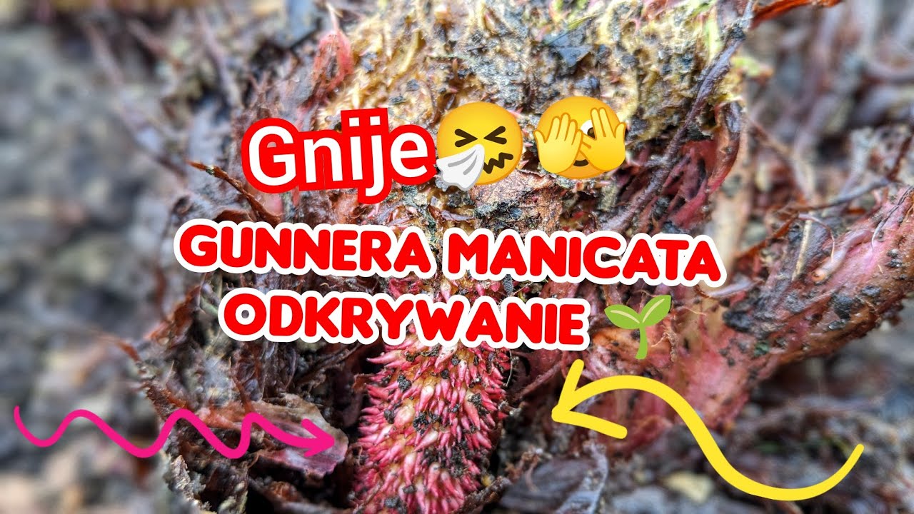 Odkrywanie rośliny Gunnera Manicata, gnije? Cz.1 Przeplin Brazylijski.