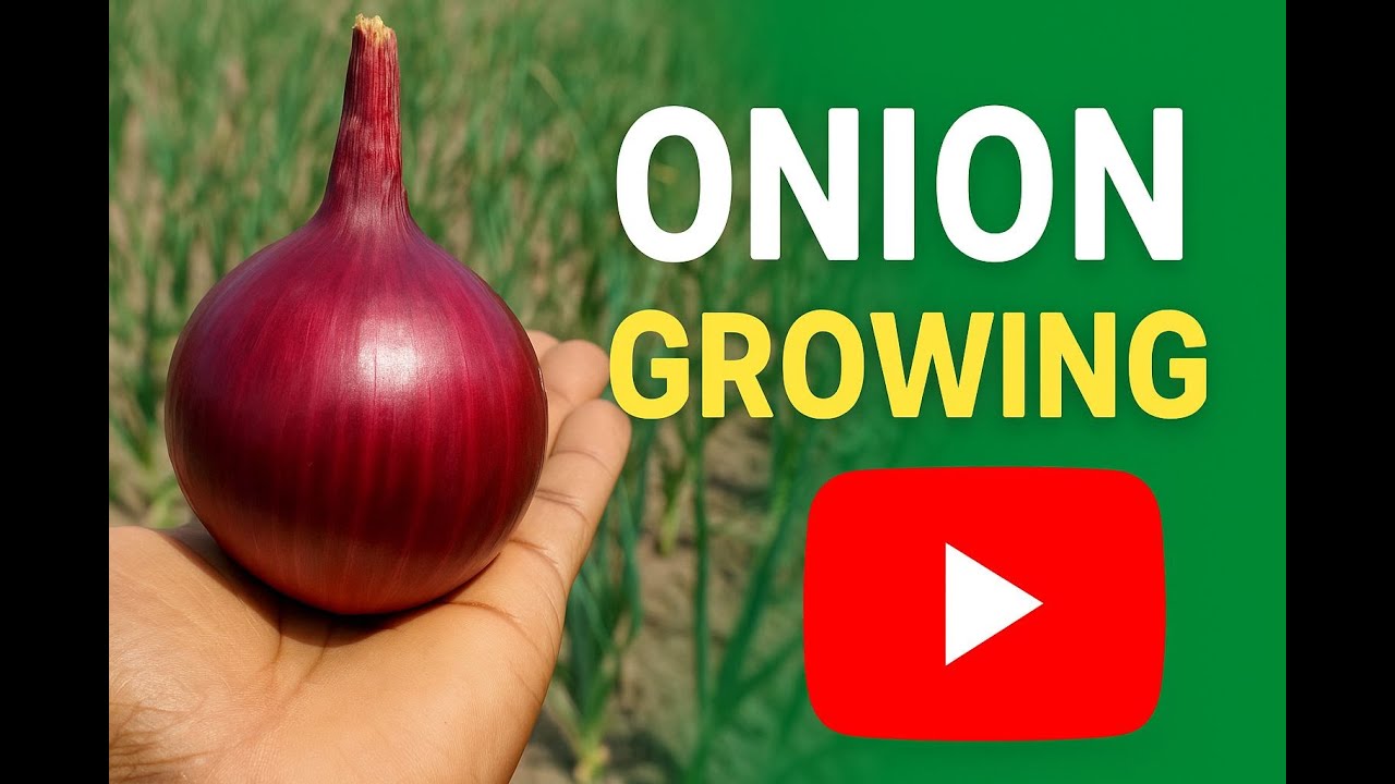 Basic Onion Growing knowledge + EASEED onion Varieties 
