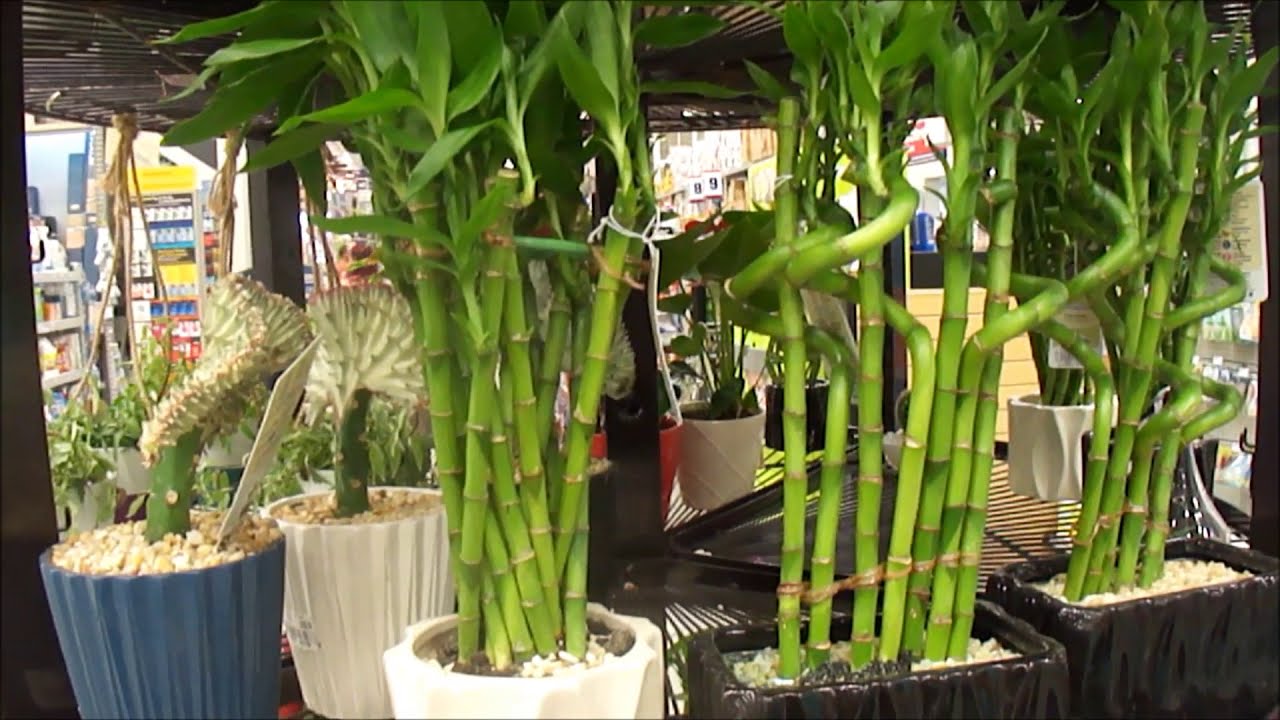 Macetas para evitar hojas amarillas con puntas secas  lucky bambú bamboo de la suerte. Episodio 122