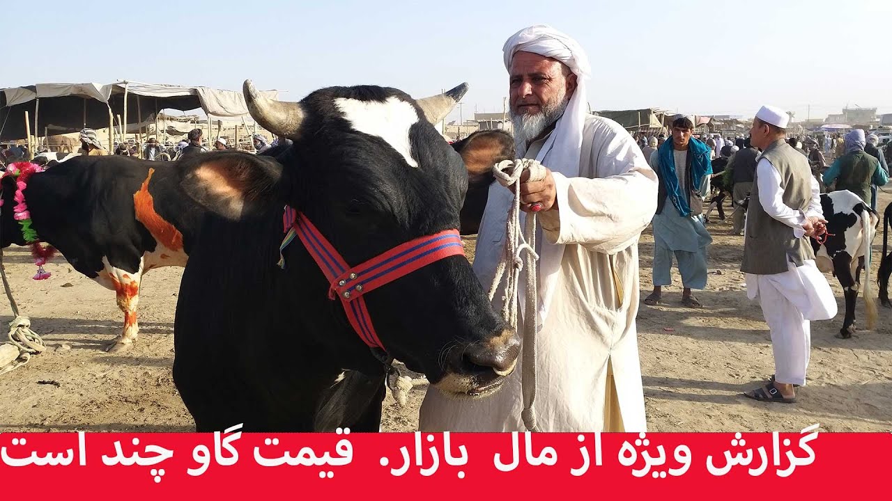 گزارش ویزه از مال بازار شهر مزار شریف | قیمت یک گاو قربانی چند است؟ | چینل یوتیوب آفتاب