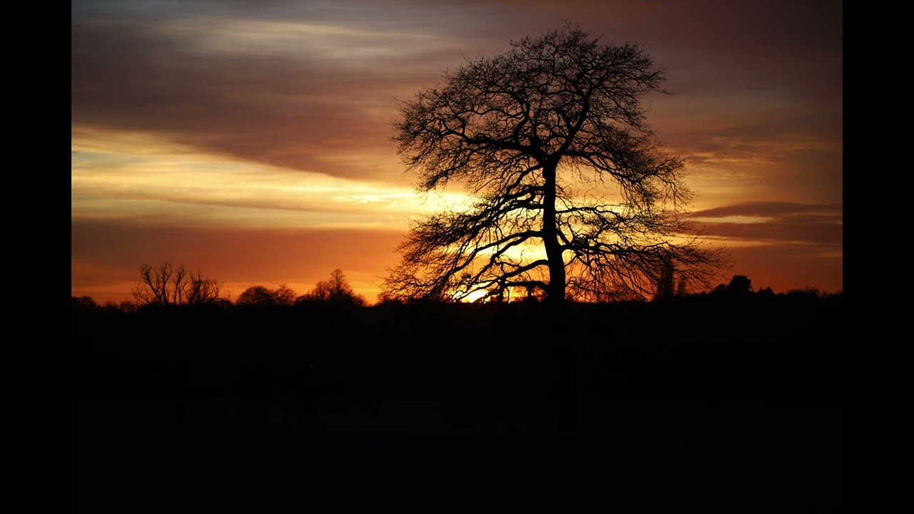 Sunset under the forest's breath