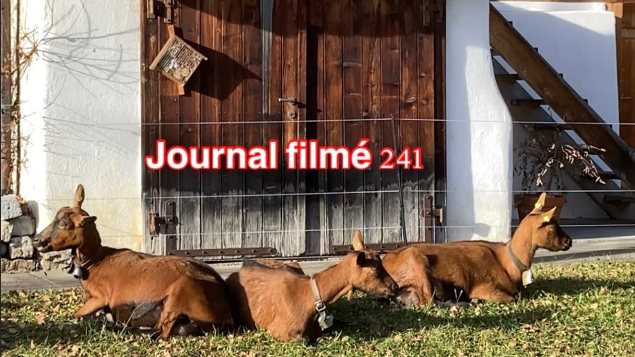 Journal filmé 241