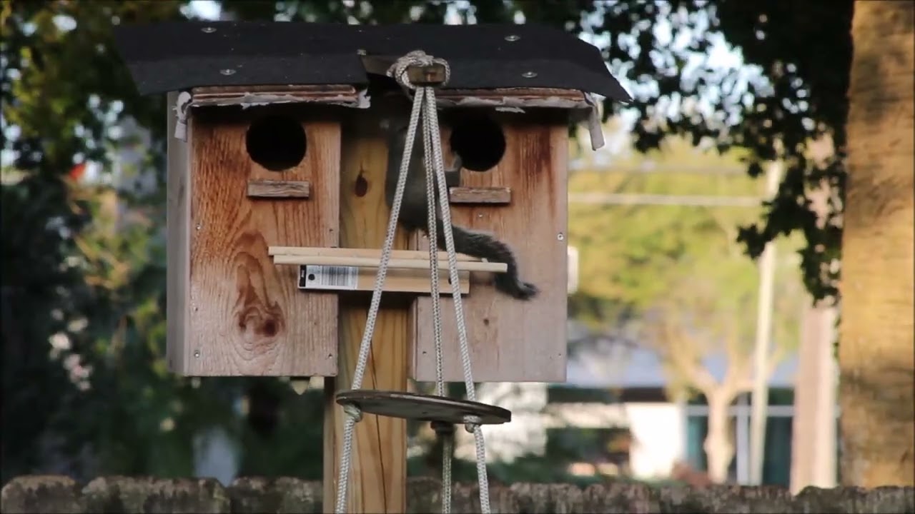 Baby squirrel ventures out from it's nest.