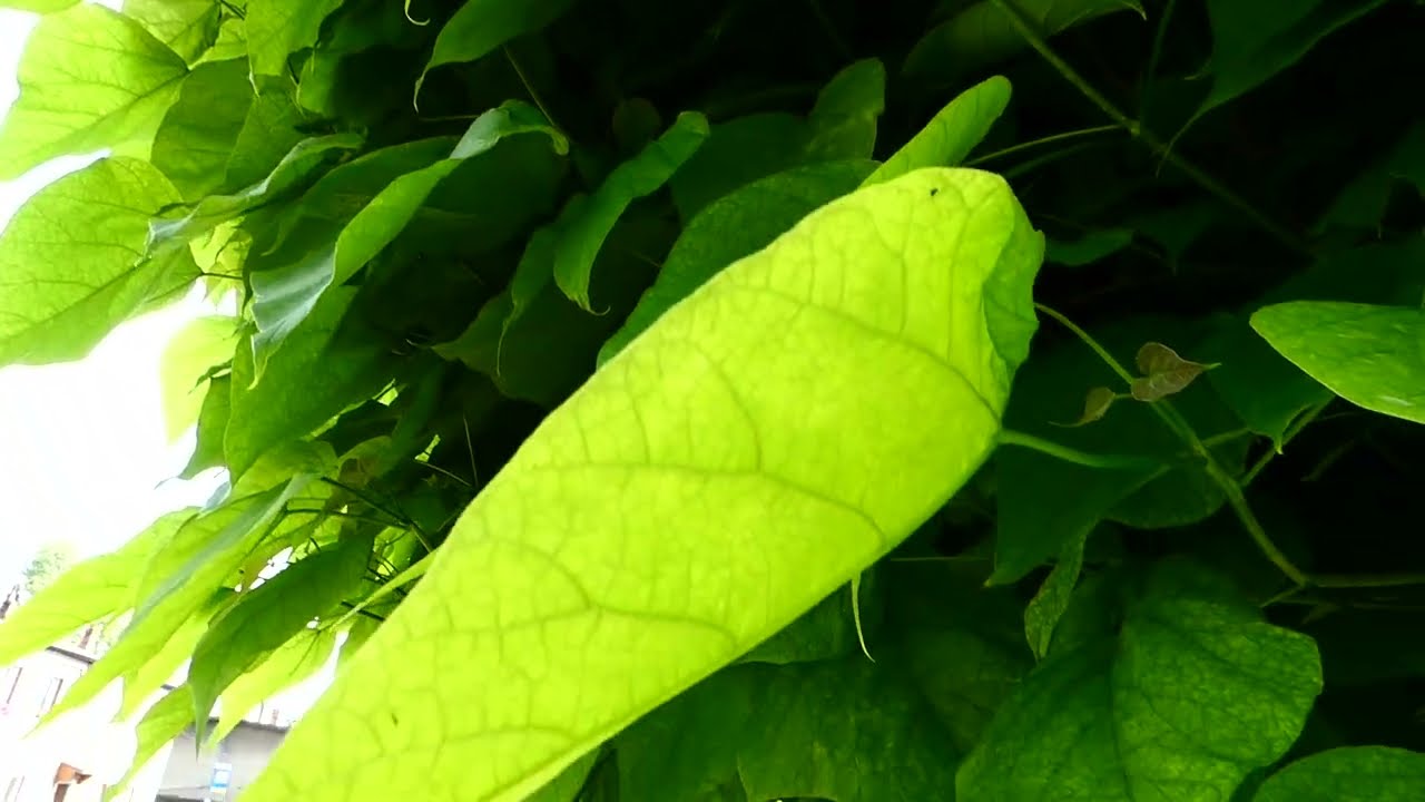Surmia kulista Katalpa (Catalpa) NANA