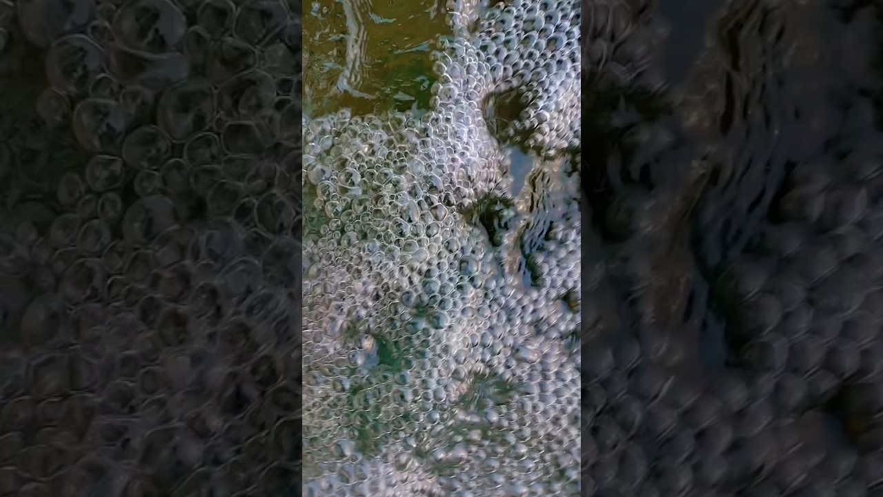 #viral