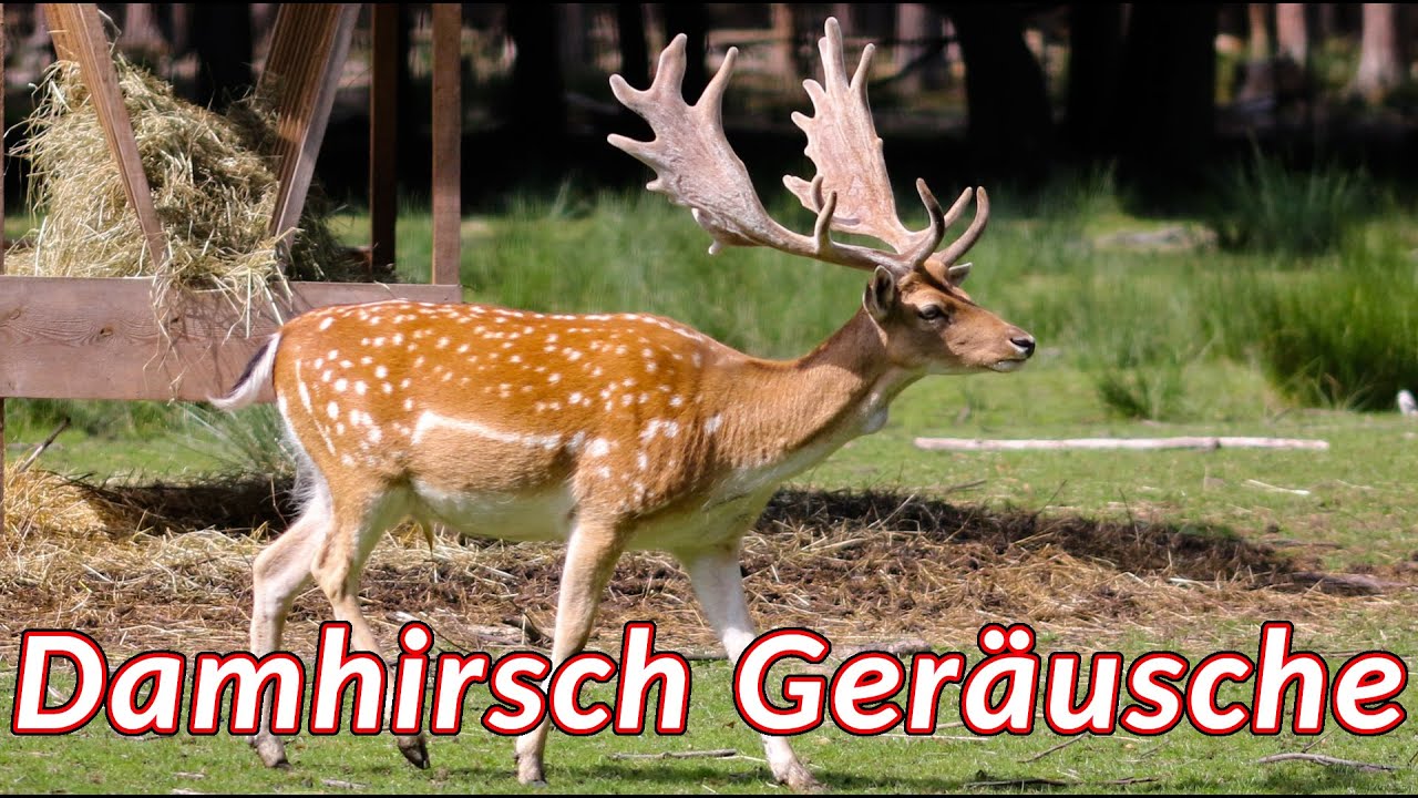 Damhirsch Geräusche - Damhirsch bei der Brunft