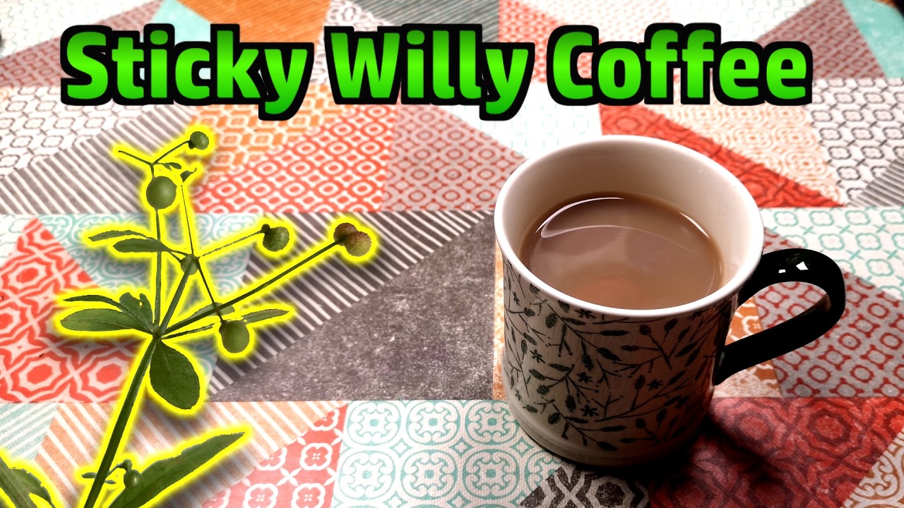Sticky Willie (Cleavers) Coffee - Testing a Foraged Coffee Substitute