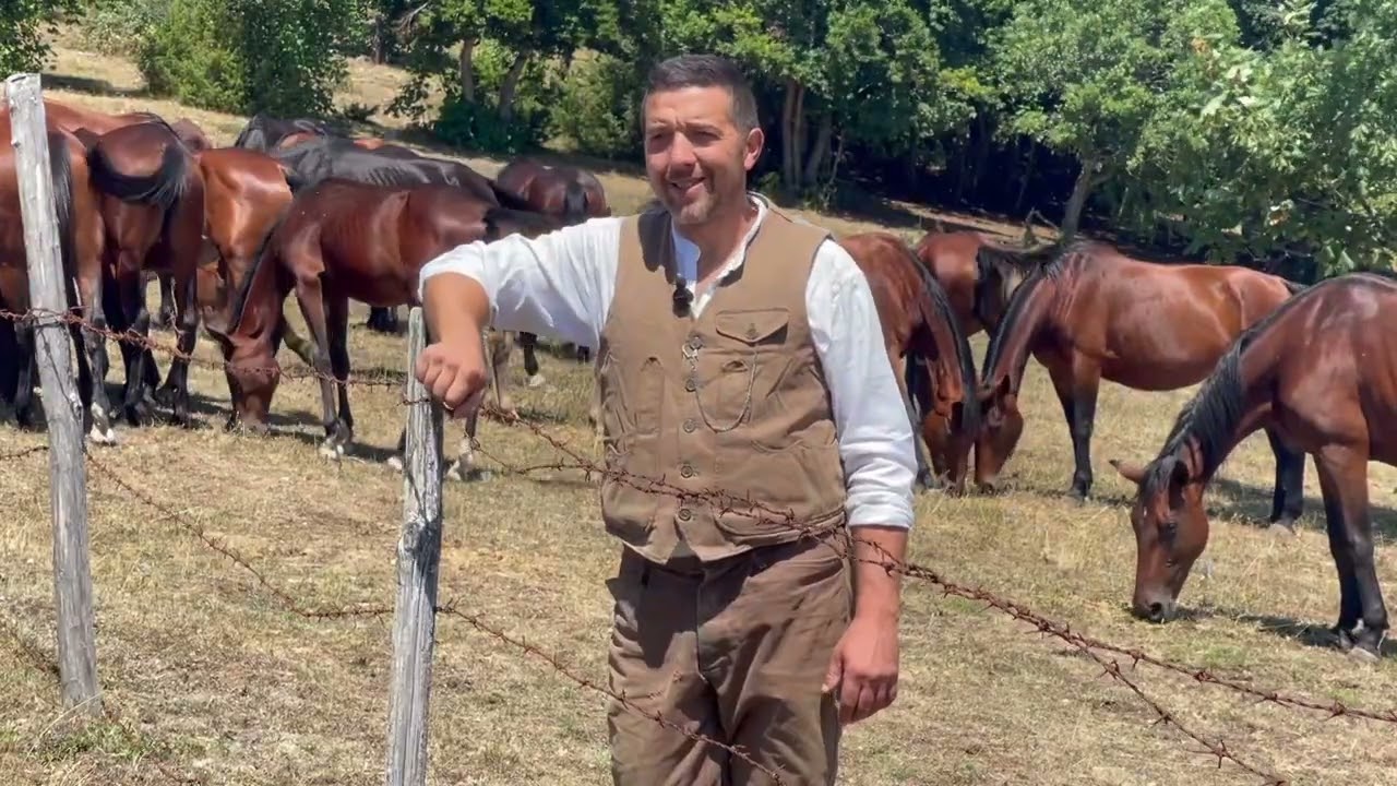 ALLEVAMENTO CAVALLI del CASCIANO - 