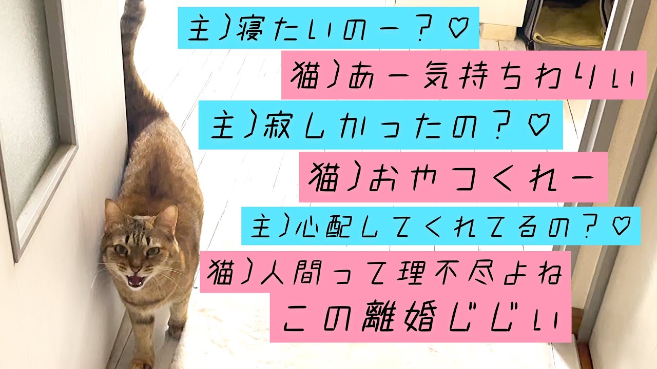 おやつが欲しい猫と少しズレてる飼い主の会話｜ナイトルーティン