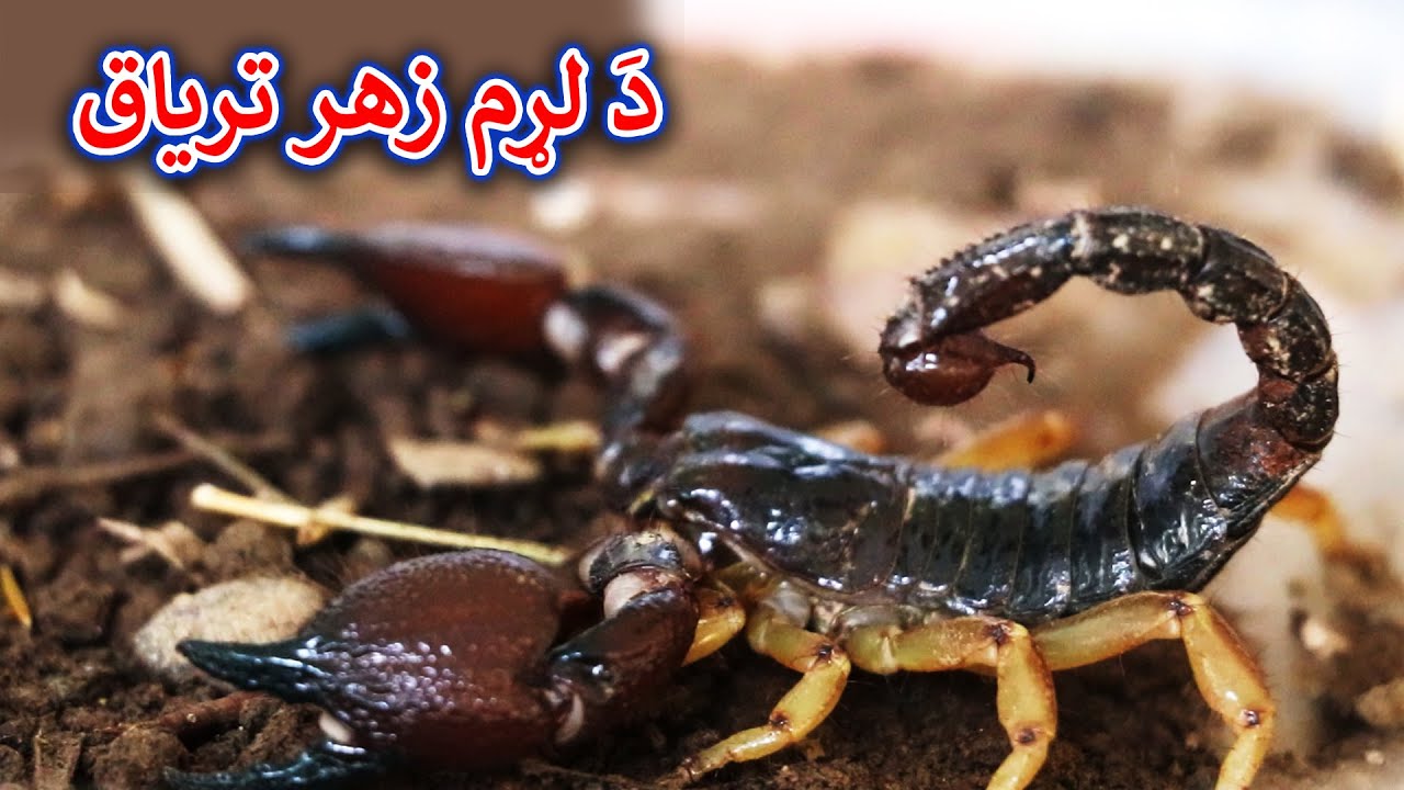 Aam Olas: Ep # (1209) | دَ لړم زهر ترياق
