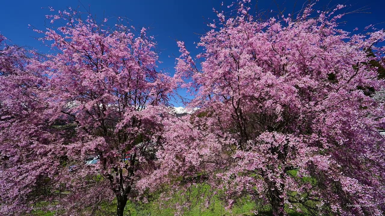 信州の杏とさくらの花巡り･4K