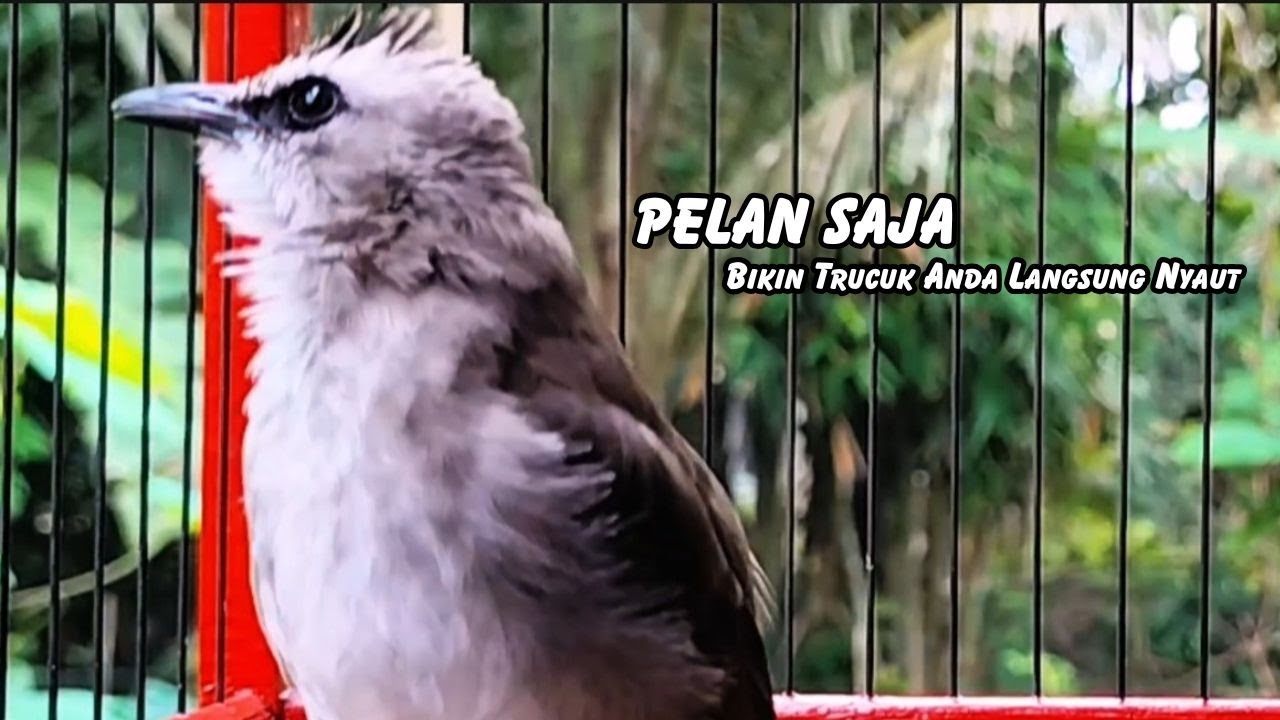 Masteran TRUCUKAN GACOR Ngalas Tarung ROPEL Paling Bagus Untuk Pancingan TRUCUK Agar Bunyi Nyaut
