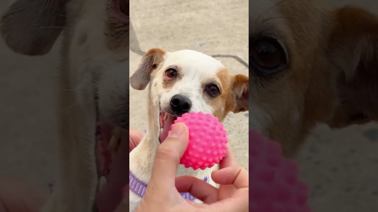 BOLA DE CACHORRO