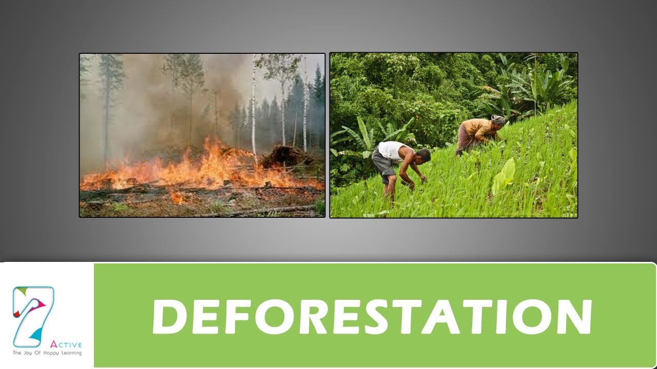 DEFORESTRATION