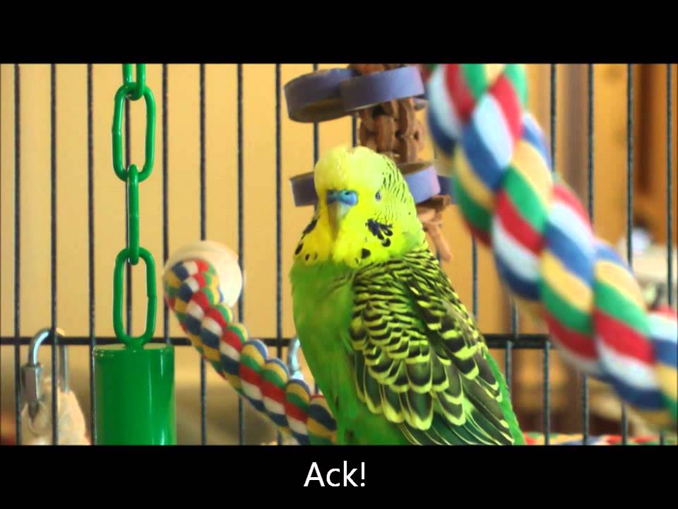 Disco Loves Finnish!