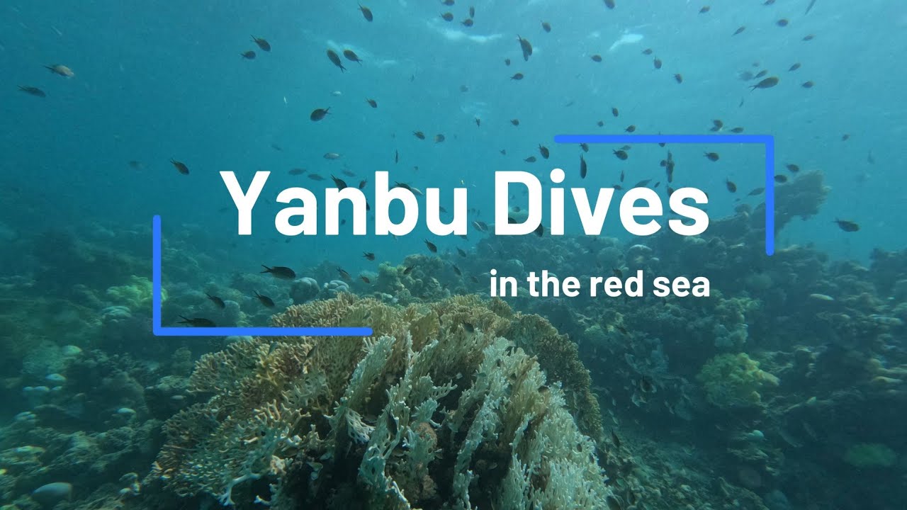 Yanbu City Dive Diaries: 4 Dives in the Enchanting Red Sea 🌊🤿