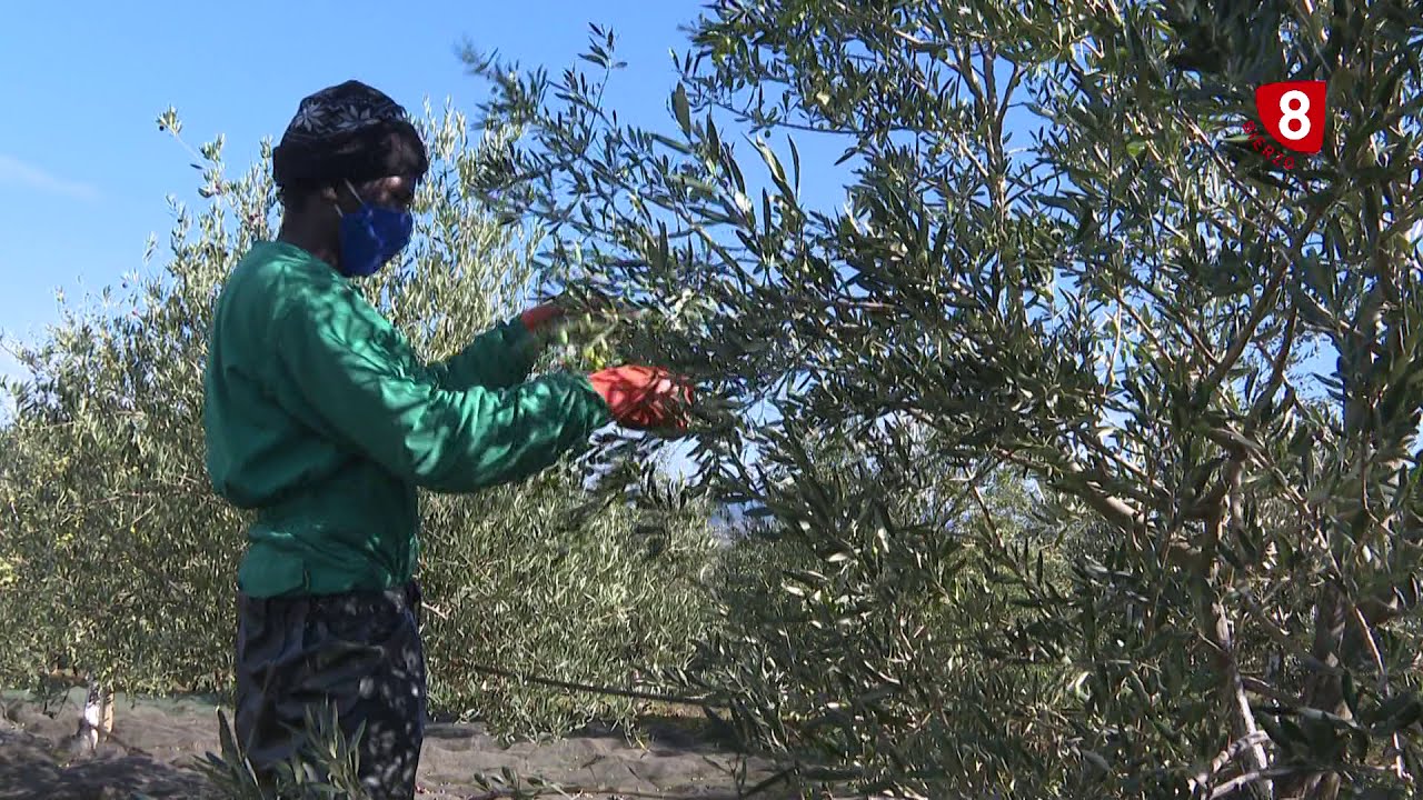 Objetivo Bierzo - Olivos en El Bierzo - 12 Noviembre 2020