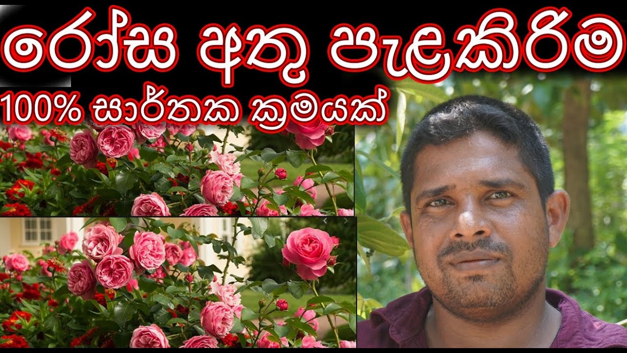 How to propagate rose රෝස අතු පැලකරගැනිම  rosa athu pelakara genima ගෙවතු වගාව Home gardening කාබනික