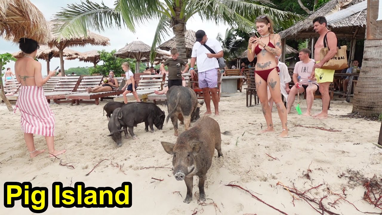 Amazing Pig Island, A Day Trip From Koh Samui, Thailand.