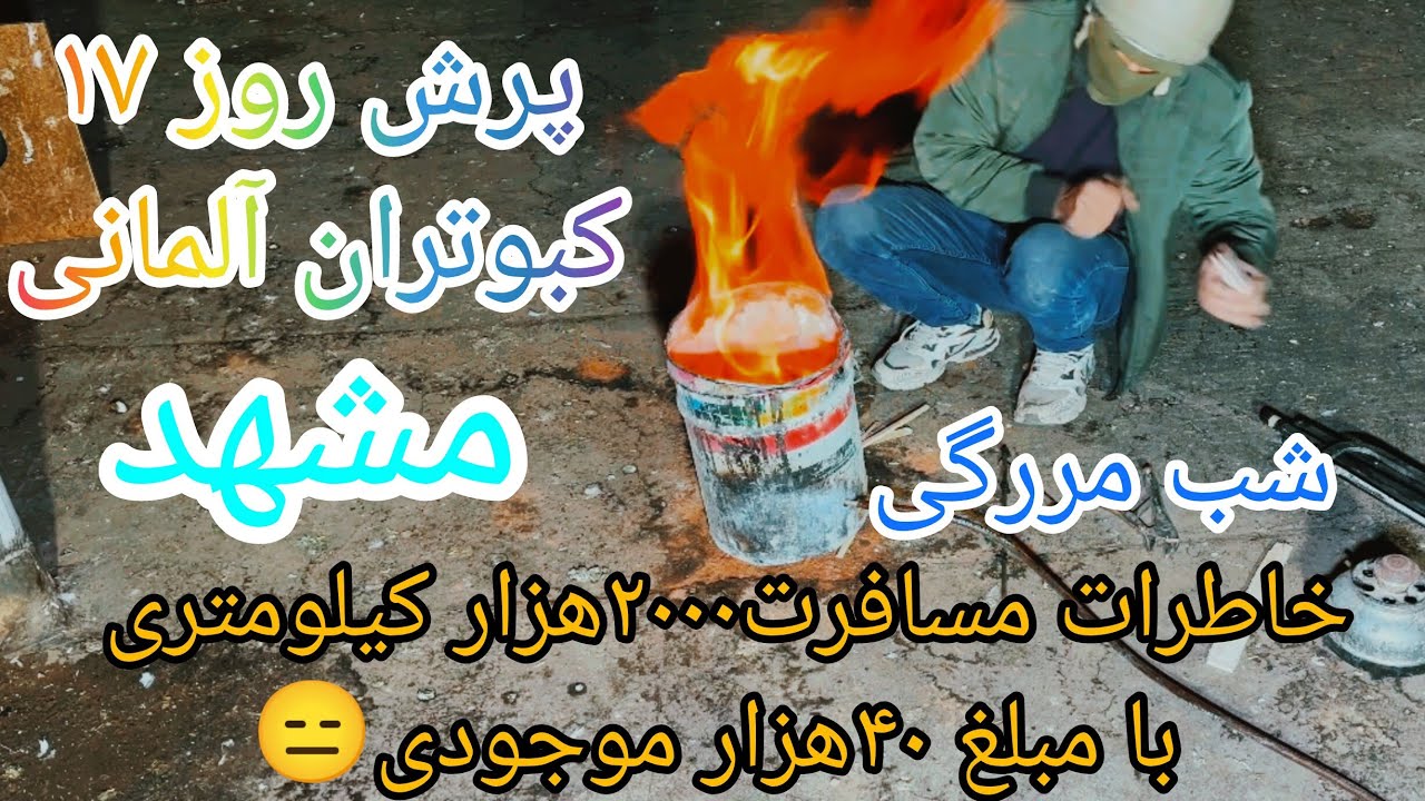 (قسمت۱۴۸)روز۱۷چالش پرش کبوتران آلمانی چاشنی/ترامپ کبوتر کله سرخ/مشهد/شب مررگی/خاطرات قدیم/ساخت بخاری