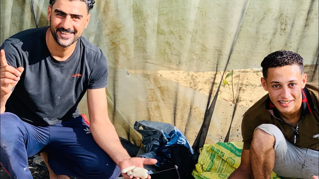 أغلي نوع بذور #مانجو 🥭 سكري اسمعلاوى في وطريقة تقشيرها وتجهيزها لزراعة
