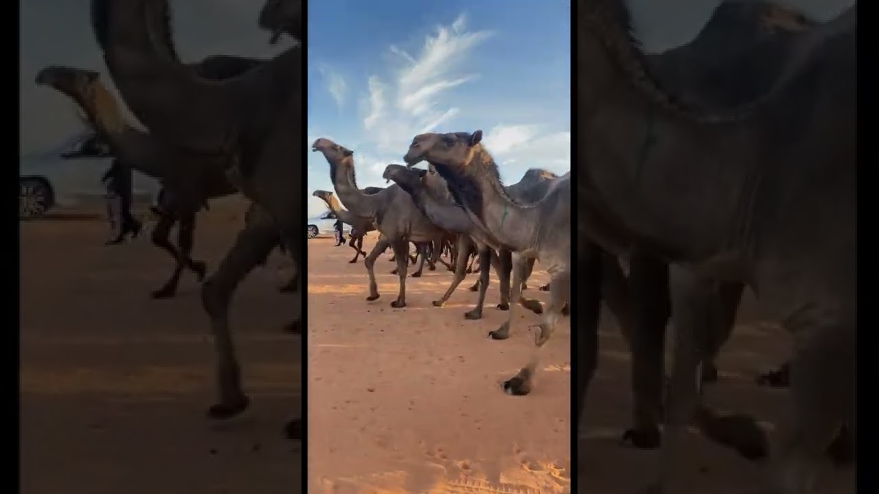 مسيرة منقية : ناصر بن هديبان الشكره الدوسري ( الطياحات )