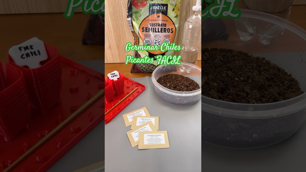 Germinar 🌶️ Chiles Picantes 🌶️ FACIL