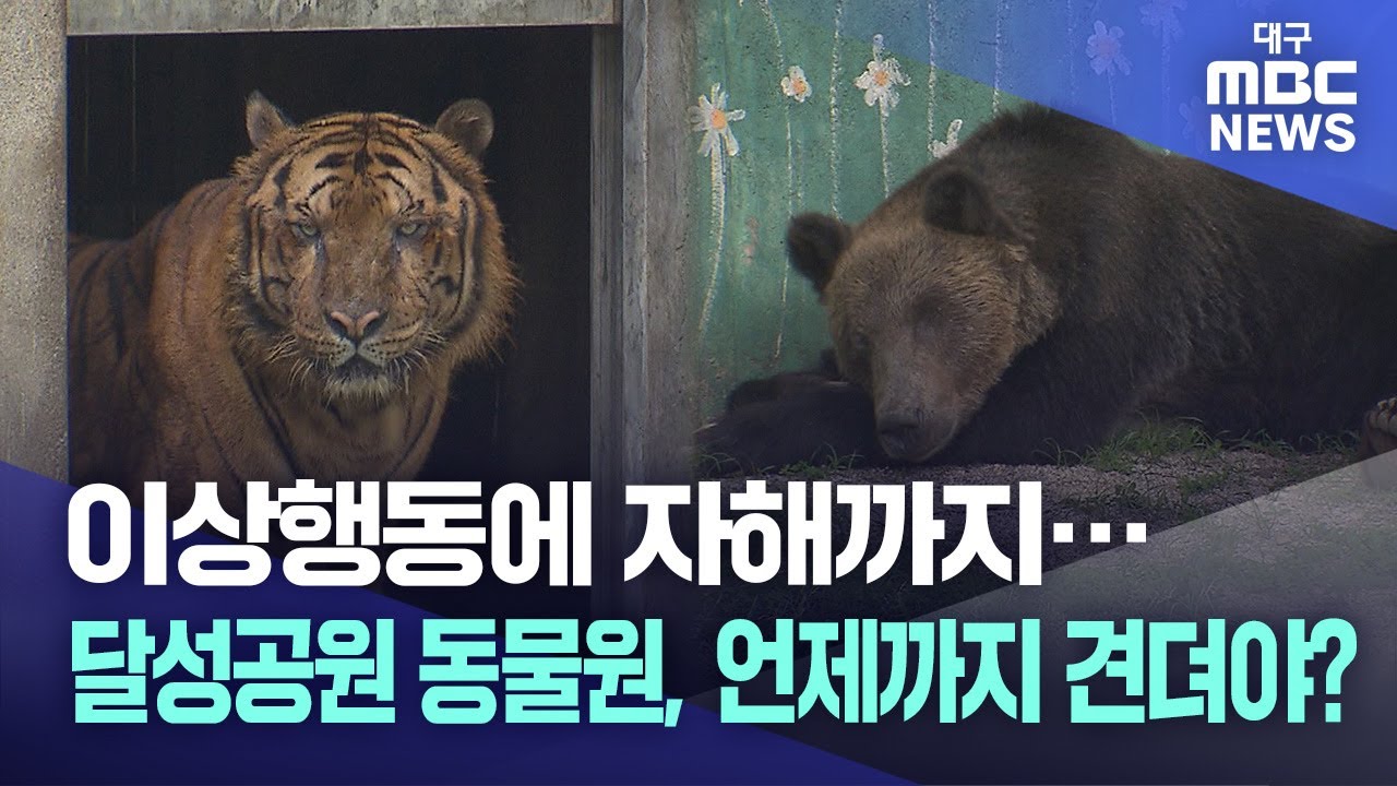 이상행동에 자해까지··· 달성공원 동물원, 언제까지 견뎌야? | 대구MBC뉴스
