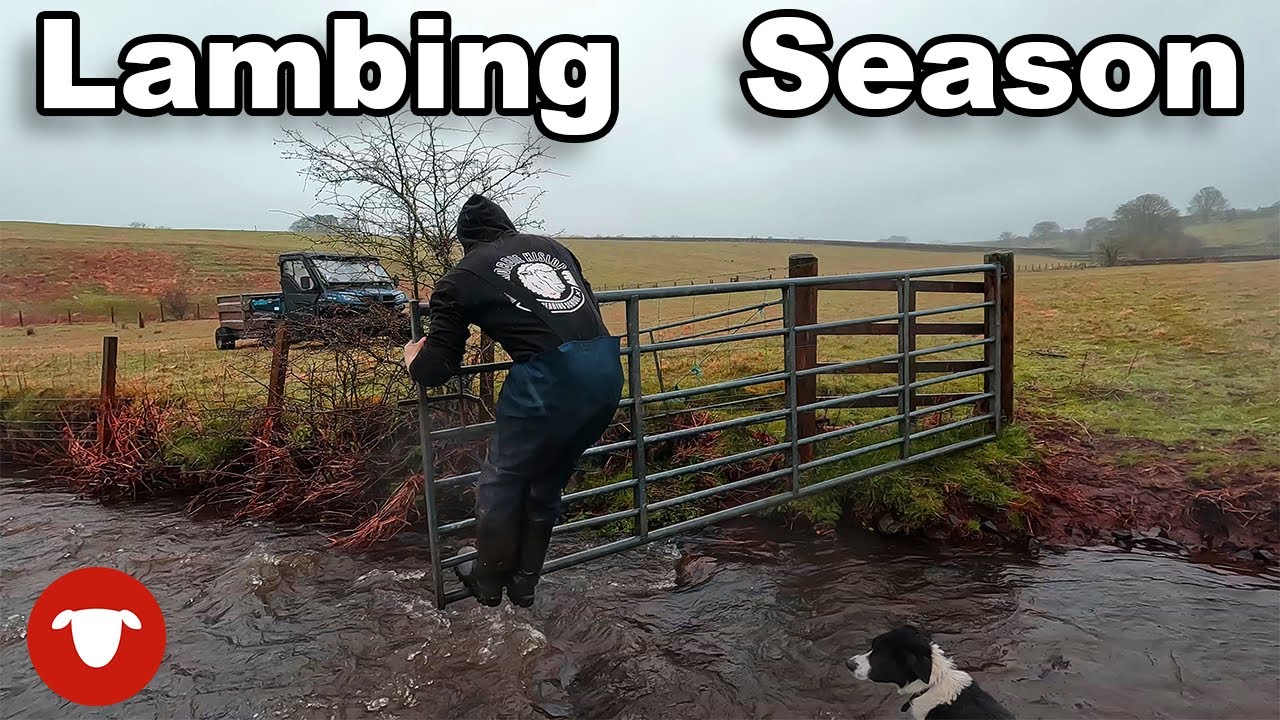 WET WEATHER and we end up CHASING someone else's SHEEP   |   Day 5 Lambing 23